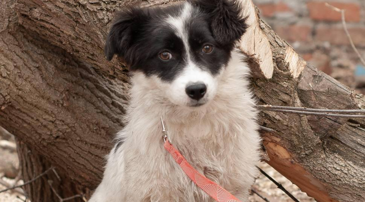 Chiens à adopter